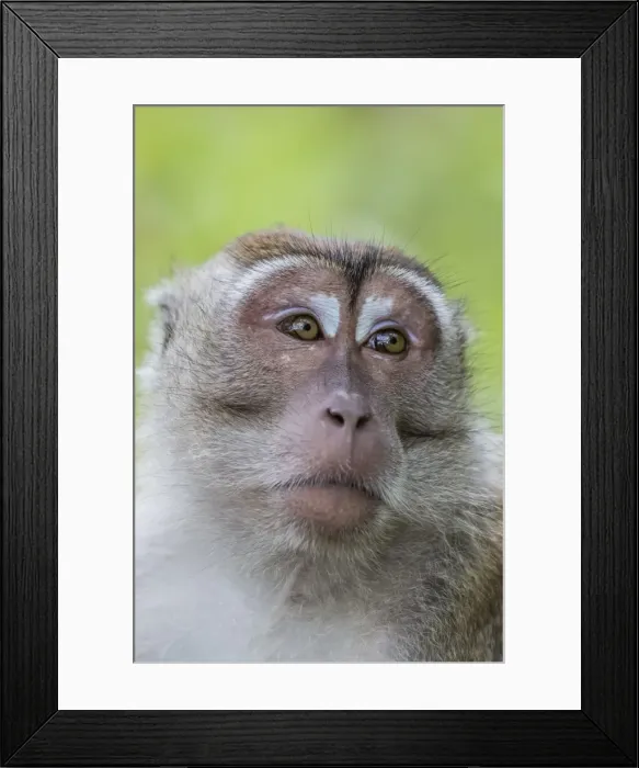 Framed Print : Long-tailed macaque (Macaca fascicularis), Bako National Park, Sarawak, Borneo, Malaysia Framed Print : Long-tailed macaque (Macaca fascicularis), Bako National Park, Sarawak, Borneo, Malaysia
