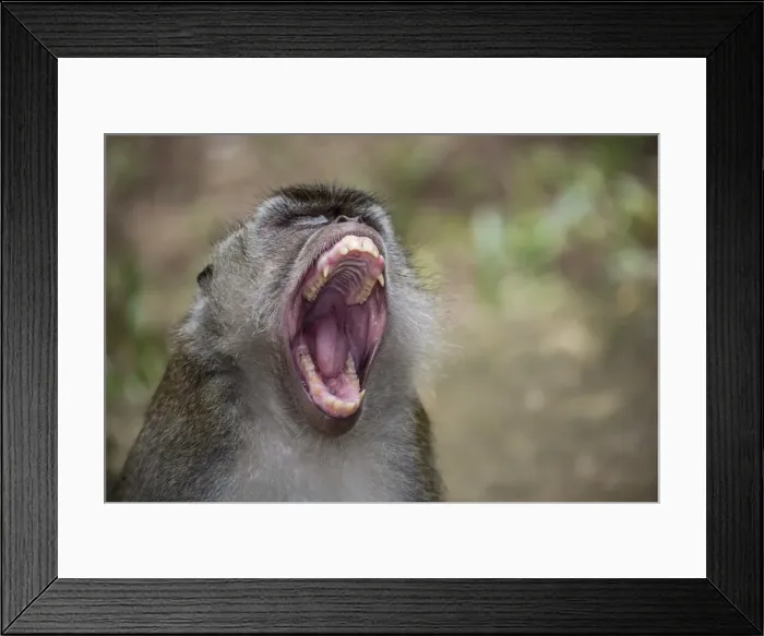 Framed Print : Long-tailed macaque (Macaca fascicularis), Bako National Park, Sarawak, Borneo, Malaysia Framed Print : Long-tailed macaque (Macaca fascicularis), Bako National Park, Sarawak, Borneo, Malaysia