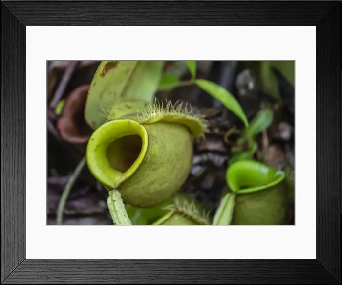 Framed Print : Tropical pitcher plant (Nepenthes spp) at the Semenggoh Rehabilitation Center, Sarawak Framed Print : Tropical pitcher plant (Nepenthes spp) at the Semenggoh Rehabilitation Center, Sarawak