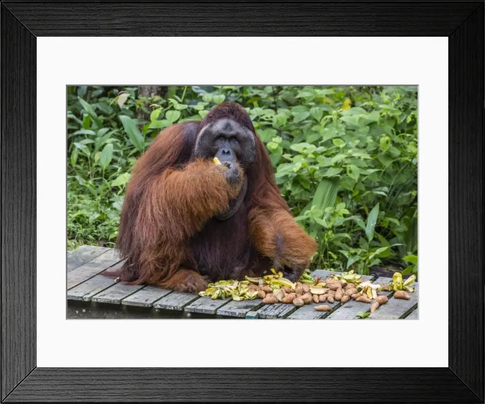 Framed Print : Male Bornean orangutan (Pongo pygmaeus) with full cheek pads, Semenggoh Rehabilitation Center Framed Print : Male Bornean orangutan (Pongo pygmaeus) with full cheek pads, Semenggoh Rehabilitation Center