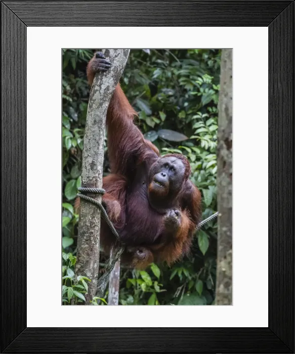 Framed Print : Young male Bornean orangutan (Pongo pygmaeus), Semenggoh Rehabilitation Center, Sarawak Framed Print : Young male Bornean orangutan (Pongo pygmaeus), Semenggoh Rehabilitation Center, Sarawak