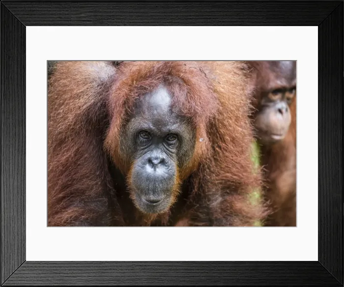 Framed Print : Mother and infant Bornean orangutan (Pongo pygmaeus), Semenggoh Rehabilitation Center Framed Print : Mother and infant Bornean orangutan (Pongo pygmaeus), Semenggoh Rehabilitation Center