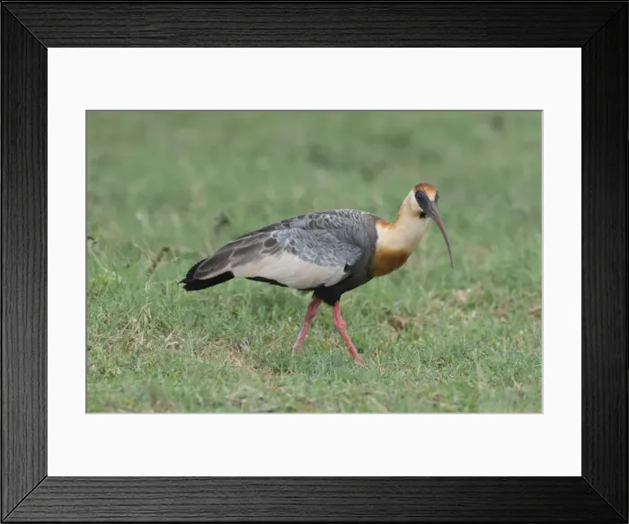 Framed Print : Buff-necked ibis (Theristicus caudatus), Mato Grosso do Sul, Brazil, South America Framed Print : Buff-necked ibis (Theristicus caudatus), Mato Grosso do Sul, Brazil, South America