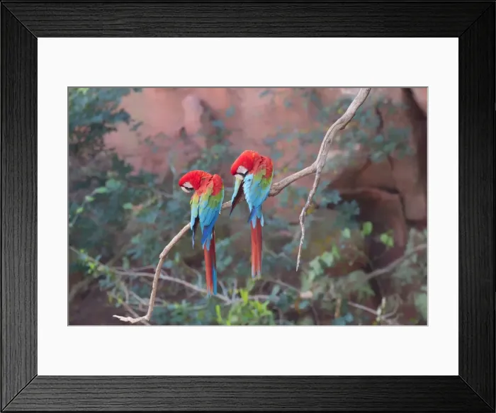 Framed Print : Red-and-green macaws (Ara chloropterus) perched on a branch in Buraco das Araras