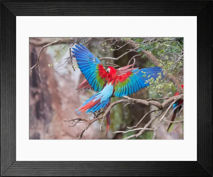 Framed Print : Playful red-and-green macaws (Ara chloropterus), Buraco das Araras, Mato Grosso do Sul Framed Print : Playful red-and-green macaws (Ara chloropterus), Buraco das Araras, Mato Grosso do Sul