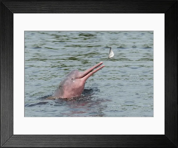 Framed Print : Hunting Amazon River dolphin (pink Amazon dolphin) (Inia geoffrensis), Rio Negro Framed Print : Hunting Amazon River dolphin (pink Amazon dolphin) (Inia geoffrensis), Rio Negro