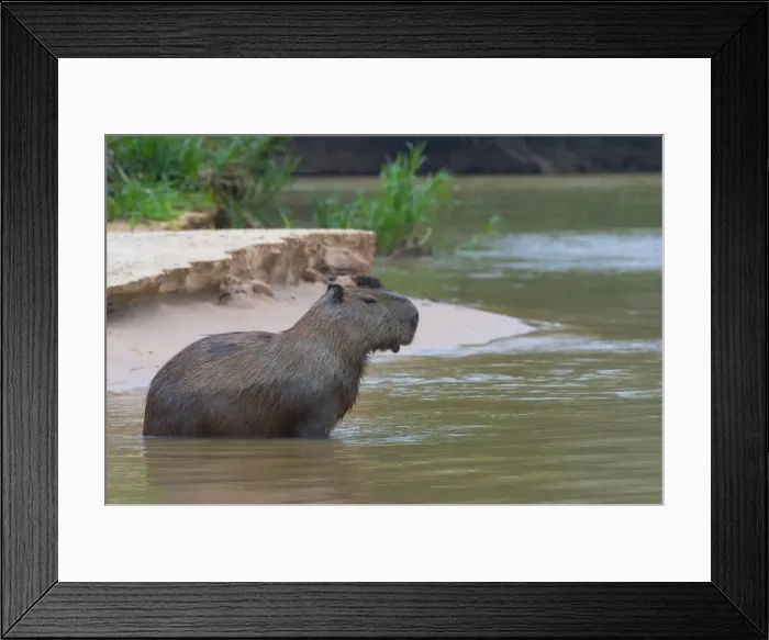 Framed Print : Capybara (Hydrochaeris hydrochaeris) in the water, Pantanal, Mato Grosso, Brazil Framed Print : Capybara (Hydrochaeris hydrochaeris) in the water, Pantanal, Mato Grosso, Brazil