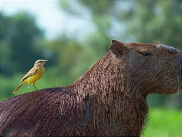 Capybara (Hydrochaeris hydrochaeris) and white-throated kingbird (Tyrannus albogularis) on the back