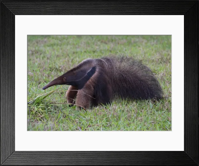 Framed Print : Giant anteater (Myrmecophaga tridactyla), Mato Grosso, Brazil, South America Framed Print : Giant anteater (Myrmecophaga tridactyla), Mato Grosso, Brazil, South America