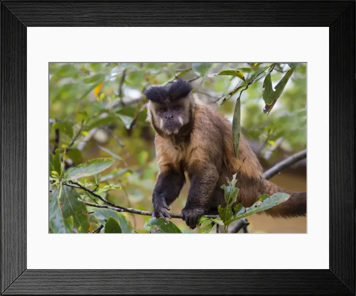 Framed Print : Male tufted capuchin (Cebus apella) (brown capuchin) (black-capped capuchin), Mato Grosso do Sul Framed Print : Male tufted capuchin (Cebus apella) (brown capuchin) (black-capped capuchin), Mato Grosso do Sul