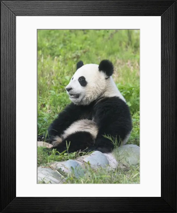 Framed Print : Two year old young Giant Panda (Ailuropoda melanoleuca), Chengdu, Sichuan, China, Asia Framed Print : Two year old young Giant Panda (Ailuropoda melanoleuca), Chengdu, Sichuan, China, Asia