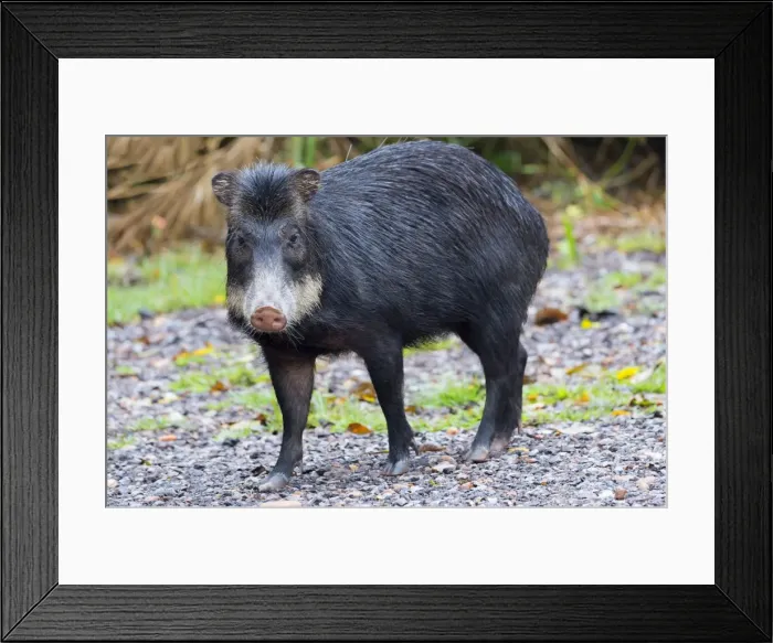 Framed Print : White-lipped peccary (Tayassu pecari), Mato Grosso do Sul, Brazil, South America Framed Print : White-lipped peccary (Tayassu pecari), Mato Grosso do Sul, Brazil, South America