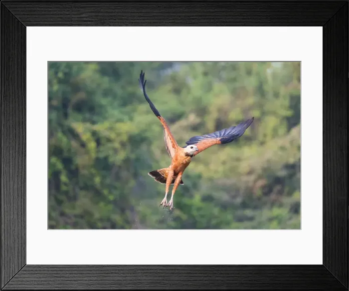 Framed Print : Black-collared hawk (Busarellus nigricollis) in flight, Pantanal, Mato Grosso, Brazil Framed Print : Black-collared hawk (Busarellus nigricollis) in flight, Pantanal, Mato Grosso, Brazil