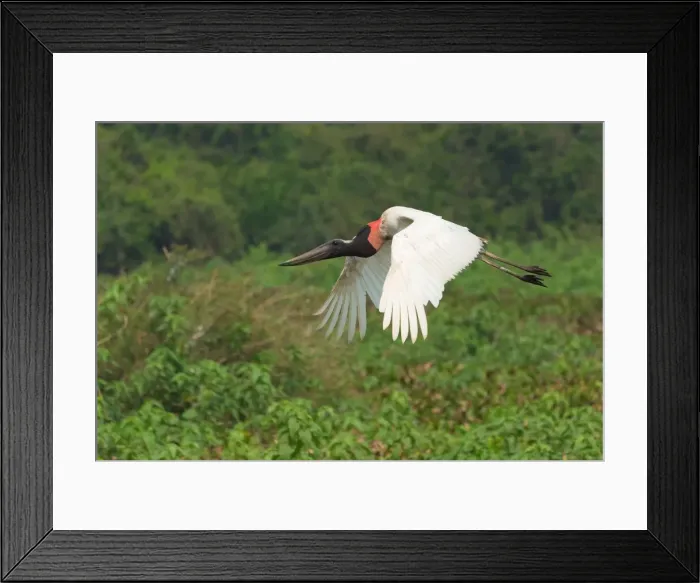 Framed Print : Jabiru (Jabiru mycteria) in flight, Pantanal, Mato Grosso, Brazil, South America Framed Print : Jabiru (Jabiru mycteria) in flight, Pantanal, Mato Grosso, Brazil, South America