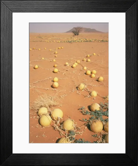 Framed Print : Desert pumpkins Framed Print : Desert pumpkins