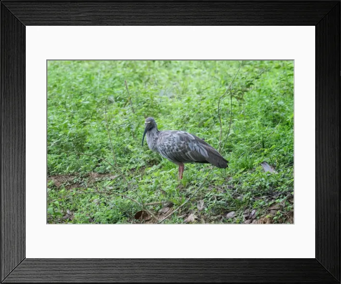 Framed Print : Plumbeous ibis (Theristicus caerulescens), Pantanal, Mato Grosso, Brazil, South America Framed Print : Plumbeous ibis (Theristicus caerulescens), Pantanal, Mato Grosso, Brazil, South America