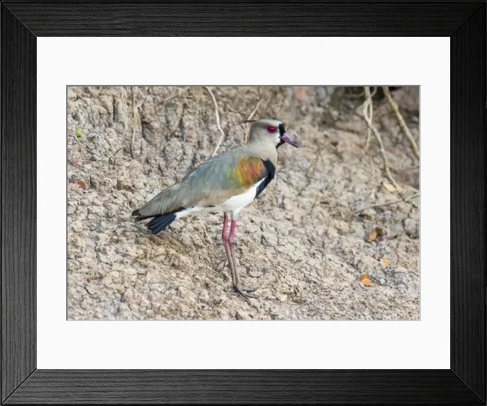 Framed Print : Southern lapwing (Vanellus chilensis), Pantanal, Mato Grosso, Brazil, South America Framed Print : Southern lapwing (Vanellus chilensis), Pantanal, Mato Grosso, Brazil, South America