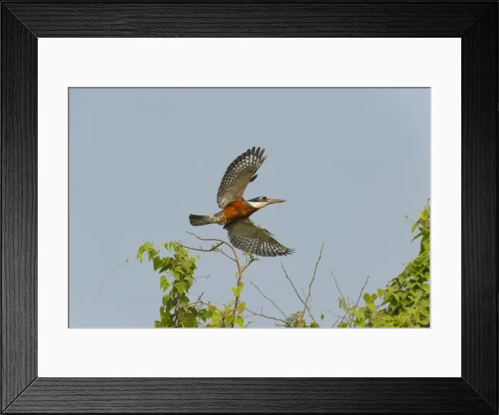 Framed Print : Ringed kingfisher (Ceryle torquata) in flight, Pantanal, Mato Grosso, Brazil, South Framed Print : Ringed kingfisher (Ceryle torquata) in flight, Pantanal, Mato Grosso, Brazil, South