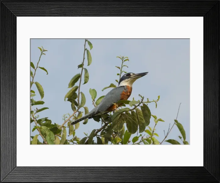 Framed Print : Ringed kingfisher (Ceryle torquata), Pantanal, Mato Grosso, Brazil, South America