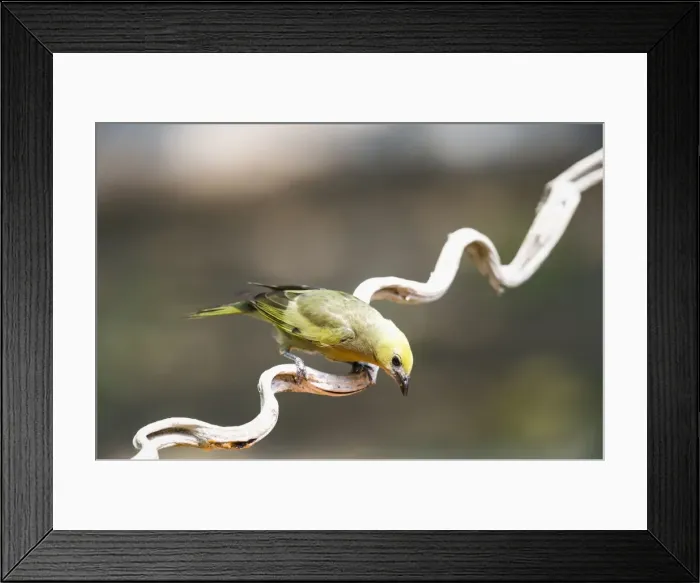 Framed Print : Palm tanager (Thraupis palmarum), Pantanal, Mato Grosso, Brazil, South America