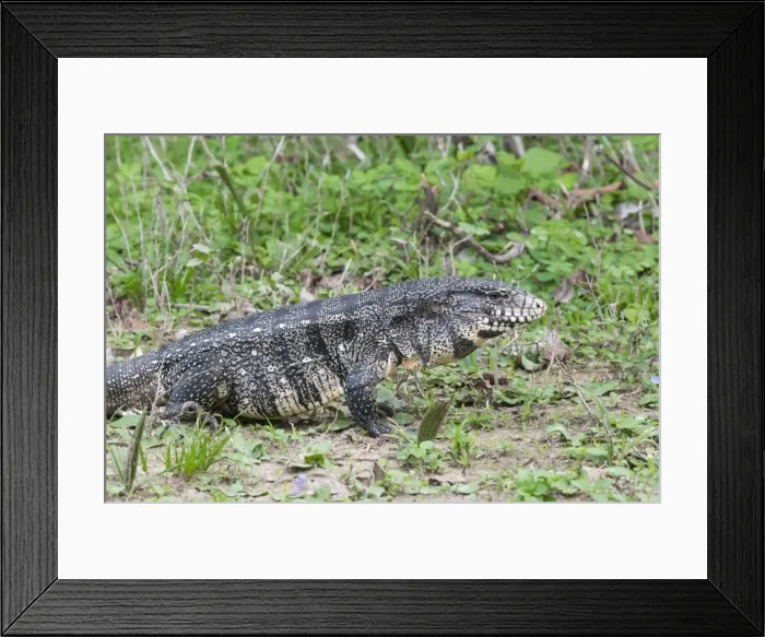 Framed Print : Black and white tegu (Tupinambis merianae), Pantanal, Brazil, South America