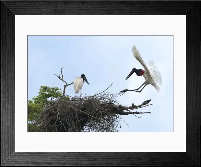 Framed Print : Jabiru (Jabiru mycteria) in flight over its nest, Pantanal, Mato Grosso, Brazil Framed Print : Jabiru (Jabiru mycteria) in flight over its nest, Pantanal, Mato Grosso, Brazil