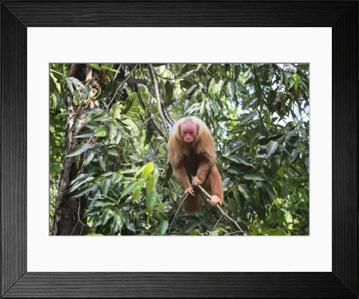 Framed Print : Red bald-headed Uakari monkey also known as British Monkey (Cacajao calvus rubicundus) Framed Print : Red bald-headed Uakari monkey also known as British Monkey (Cacajao calvus rubicundus)