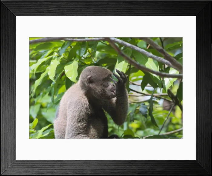 Framed Print : Brown woolly monkey (Lagothrix lagotricha), Amazon state, Brazil, South America Framed Print : Brown woolly monkey (Lagothrix lagotricha), Amazon state, Brazil, South America