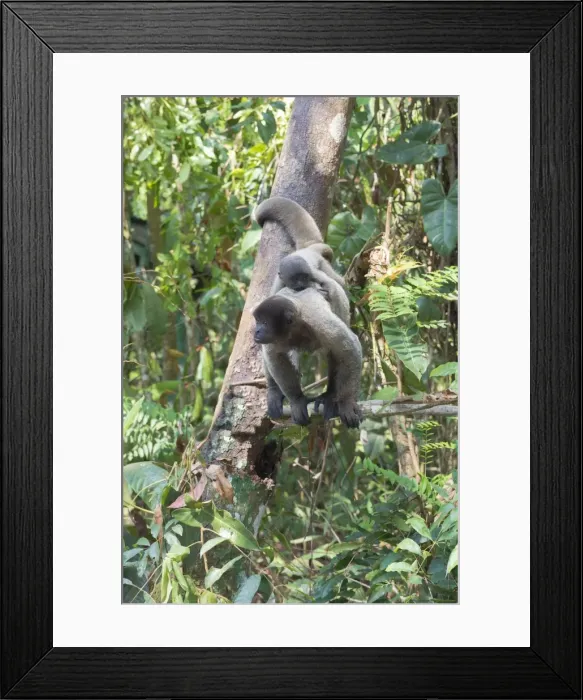 Framed Print : Female brown woolly monkey (Lagothrix lagotricha) with its baby, Vulnerable, Amazon state Framed Print : Female brown woolly monkey (Lagothrix lagotricha) with its baby, Vulnerable, Amazon state
