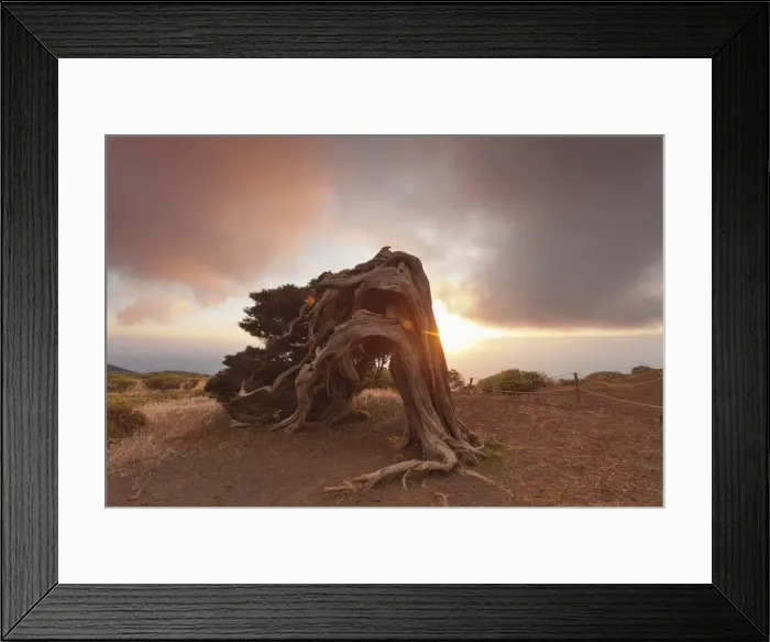 Framed Print : Canary Islands juniper (Juniperus cedrus) at sunset, Nature Reserve El Sabinar, UNESCO Framed Print : Canary Islands juniper (Juniperus cedrus) at sunset, Nature Reserve El Sabinar, UNESCO