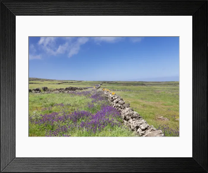 Framed Print : Meadow of flowers and stone wall, UNESCO biosphere reserve, El Hierro, Canary Islands Framed Print : Meadow of flowers and stone wall, UNESCO biosphere reserve, El Hierro, Canary Islands