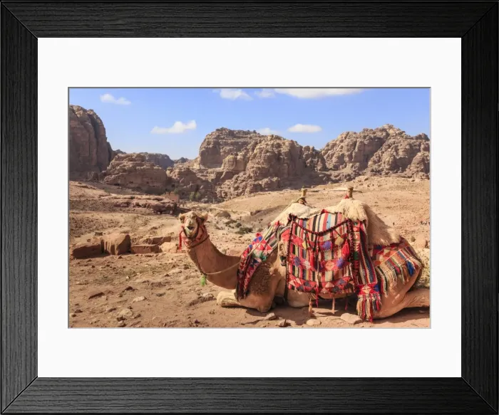 Framed Print : Portrait of seated camel with colourful rugs, view to City of Petra ruins, Petra Framed Print : Portrait of seated camel with colourful rugs, view to City of Petra ruins, Petra