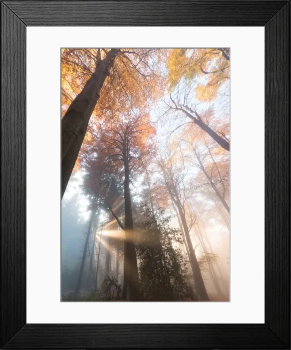 Framed Print : Light rays in a misty German forest in autumn, Baden-Wurttemberg, Germany, Europe Framed Print : Light rays in a misty German forest in autumn, Baden-Wurttemberg, Germany, Europe