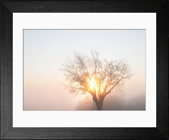 Framed Print : Tree, mist and morning sun in winter, Baden-Wurttemberg, Germany, Europe Framed Print : Tree, mist and morning sun in winter, Baden-Wurttemberg, Germany, Europe