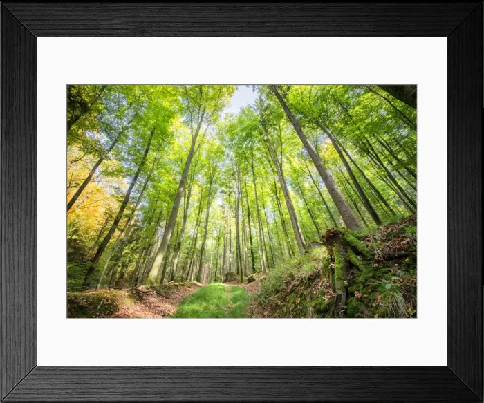 Framed Print : Fresh greens and a grassy path in a light-filled German forest, Baden-Wurttemberg Framed Print : Fresh greens and a grassy path in a light-filled German forest, Baden-Wurttemberg