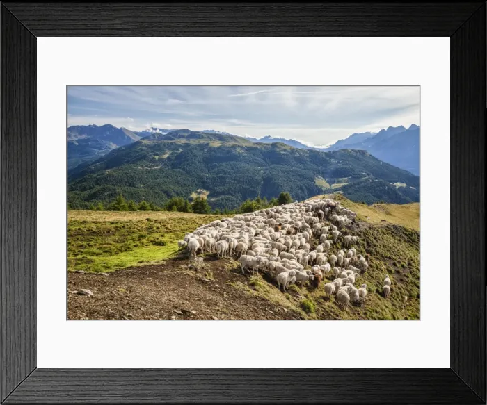 Framed Print : A flock of sheep in the pastures of Mount Padrio, Orobie Alps, Valtellina, Lombardy
