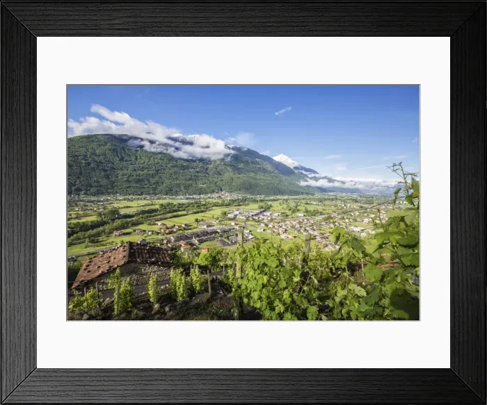 Framed Print : Vineyards in spring with the village of Traona in the background, Province of Sondrio Framed Print : Vineyards in spring with the village of Traona in the background, Province of Sondrio
