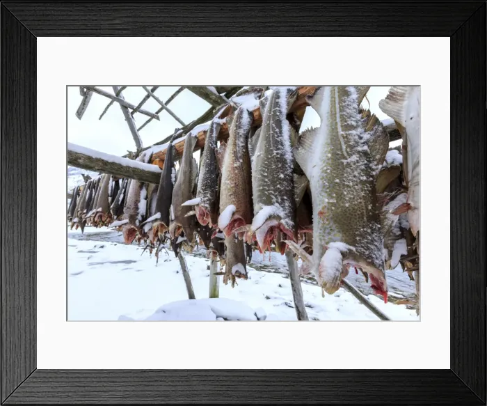 Framed Print : Drying codfish, a typical Norwegian product, Svensby, Lyngen Alps, Troms, Lapland Framed Print : Drying codfish, a typical Norwegian product, Svensby, Lyngen Alps, Troms, Lapland