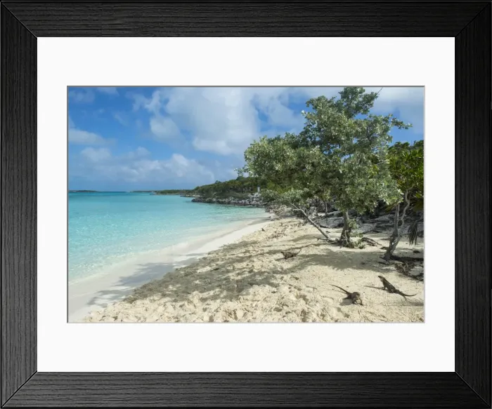 Framed Print : Iguanas on a white sand beach, Exumas, Bahamas, West Indies, Caribbean, Central America Framed Print : Iguanas on a white sand beach, Exumas, Bahamas, West Indies, Caribbean, Central America