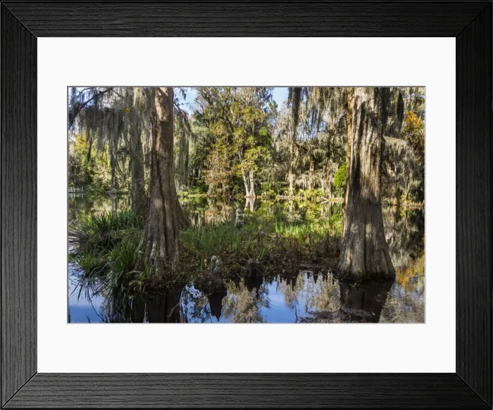 Framed Print : Swampy are in the Magnolia Plantation outside Charleston, South Carolina, United States of America