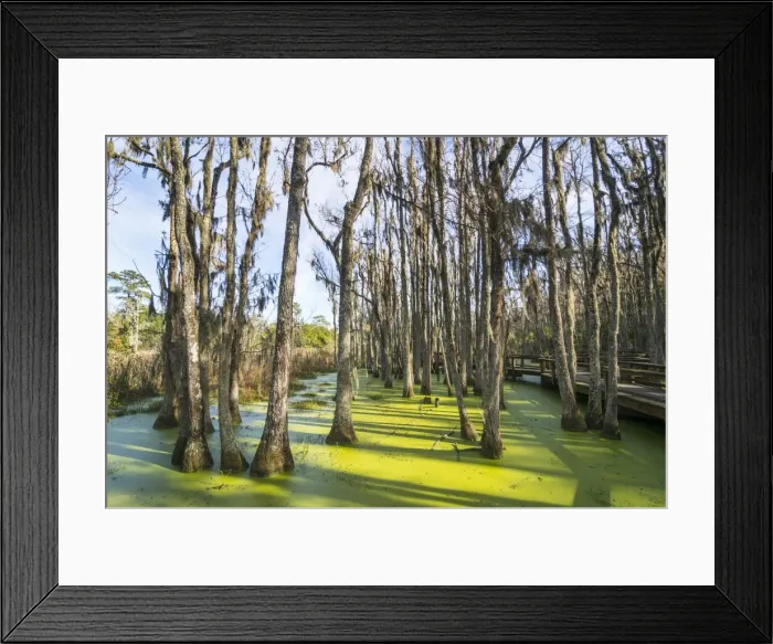 Framed Print : Dead trees in the swamps of the Magnolia Plantation outside Charleston, South Carolina Framed Print : Dead trees in the swamps of the Magnolia Plantation outside Charleston, South Carolina