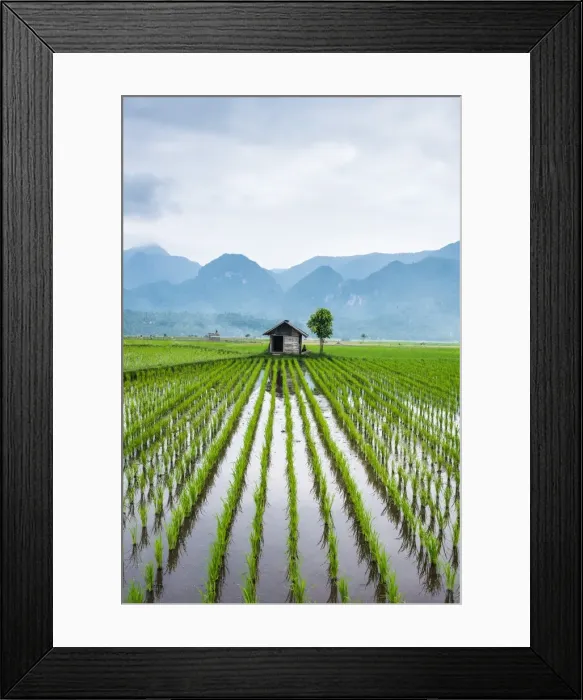 Framed Print : Small hut in the middle of Padi field in Sumatra, Indonesia, Southeast Asia Framed Print : Small hut in the middle of Padi field in Sumatra, Indonesia, Southeast Asia