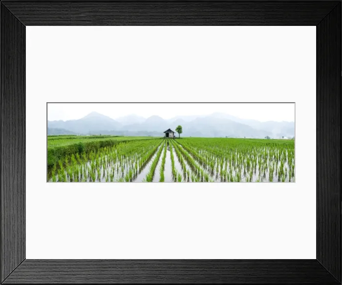 Framed Print : Small hut in the middle of Padi field in Sumatra, Indonesia, Southeast Asia Framed Print : Small hut in the middle of Padi field in Sumatra, Indonesia, Southeast Asia