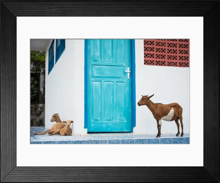 Framed Print : Goats, Indonesia, Southeast Asia Framed Print : Goats, Indonesia, Southeast Asia