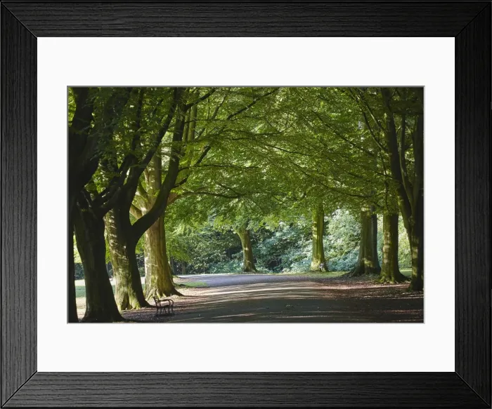 Framed Print : A tree-lined avenue in Clifton, Bristol, England, United Kingdom, Europe Framed Print : A tree-lined avenue in Clifton, Bristol, England, United Kingdom, Europe
