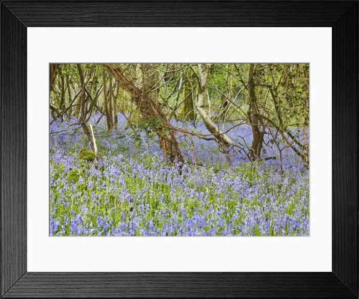 Framed Print : Bluebells in flower in Ladys Wood, near South Brent, Devon, England, United Kingdom Framed Print : Bluebells in flower in Ladys Wood, near South Brent, Devon, England, United Kingdom