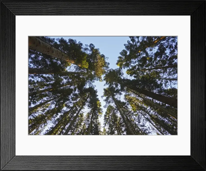 Framed Print : Conifer plantation in Plymbridge Woods, Plymouth, Devon, England, United Kingdom, Europe Framed Print : Conifer plantation in Plymbridge Woods, Plymouth, Devon, England, United Kingdom, Europe