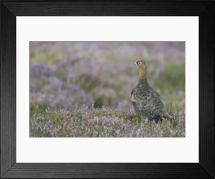 Framed Print : Red grouse (Lagopus lagopus), North Pennine Moors, County Durham, England, United Kingdom Framed Print : Red grouse (Lagopus lagopus), North Pennine Moors, County Durham, England, United Kingdom
