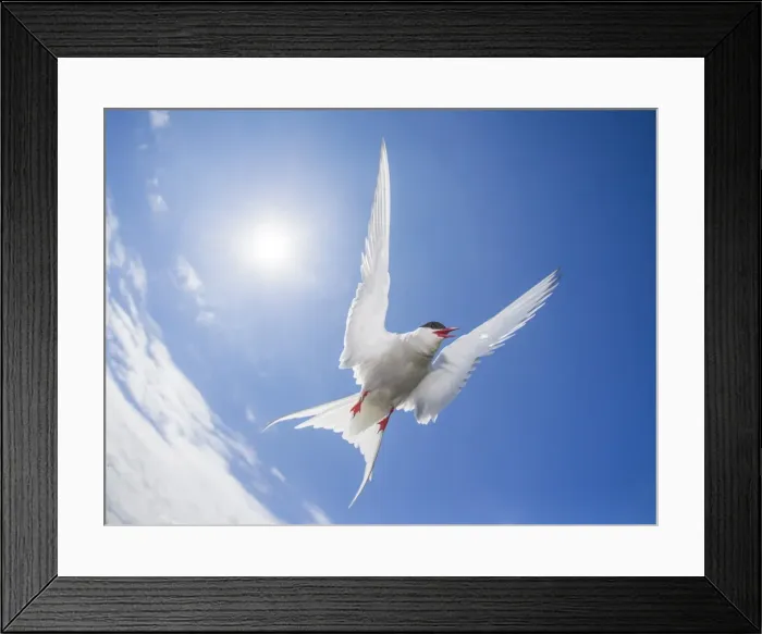 Framed Print : Arctic tern (Sterna paradisaea), Farne Islands, Northumberland, England, United Kingdom Framed Print : Arctic tern (Sterna paradisaea), Farne Islands, Northumberland, England, United Kingdom