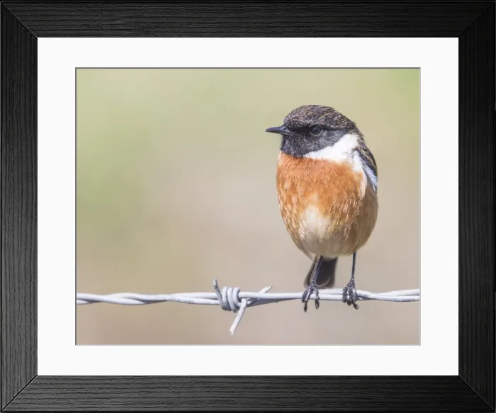 Framed Print : Stonechat (Saxicola rubicola), Middlesborough, England, United Kingdom, Europe Framed Print : Stonechat (Saxicola rubicola), Middlesborough, England, United Kingdom, Europe